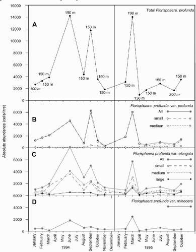 Fig. 17. Graphs showing Florisphaera profunda cell density at the HOT time series station. A Total F. profunda cell density at the depth of maximum abundance during 1994–1995. B–D. Cell density of the three varieties and six size morphotypes at the depth of maximum total F. profunda abundance: F. profunda var. profunda (B), F. profunda var. elongata (C) and F. profunda var. rhinocera (D). Total F. profunda abundance data from Cortés et al. (Citation2001).