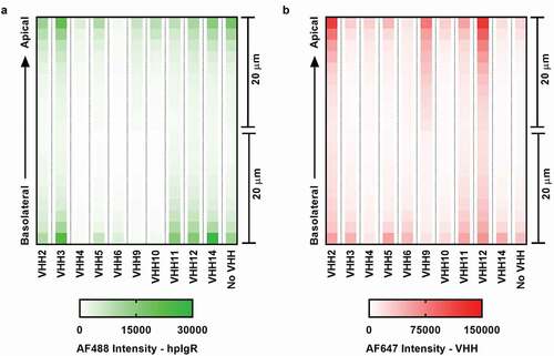 Figure 3. Tracking pIgR and VHH across the primary human lung tissue model. (a): Heatmap showing the amount of pIgR retained in the tissue model following transcytosis. (b) Heatmap showing the amount of VHH retained in the tissue model following transcytosis. Following 48 hours post-VHH treatment, tissue samples were fixed, permeabilized and stained for hpIgR and VHH. A mouse anti-hpIgR primary antibody and Alexa-Flour 488-labeled anti-mouse secondary antibody were used to stain hpIgR. A biotinylated anti-VHH primary antibody and Alexa-Flour 647-labeled streptavidin were used to stain VHH. Indirect immunofluorescence images were collected and processed using Opera Phenix confocal laser microscopy. VHH14 was used as a negative control