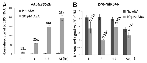 Figure 1. Real-time PCR results showing the ABA-regulated expression of (A) AT5G28520 and (B) pre-miR846 in 10-d-old seedlings over 24 h. Numbers above the bars indicate fold changes (comparing to no ABA at the same time point). Error bars are ± s.d., n = 3.