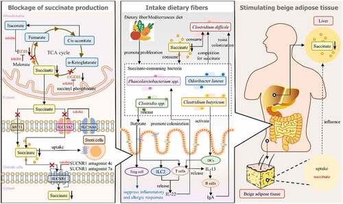 Figure 4. Possible ways to reduce abnormally elevated succinate concentrations. (1) the left section “Blockage of succinate production” shows that methods to block the succinate production pathway in mitochondria include inhibiting SDH activity by promoting itaconate production and inhibiting OGDH activity by using succinyl phosphonate, thereby reducing the production of succinate in the TCA pathway. In addition, blocking the transmembrane transport of succinate can also reduce the level of circulating succinate; that is, increasing SLC26A6 activity to inhibit SLC13A2 or decreasing MCT1 activity may reduce the MCT1-dependent succinate level. Most of the function of succinate is dependent on its binding to SUCNR1 in cells. SUCNR1 antagonist 4c and SUCNR1 antagonist 7a are expected to reduce the negative effects of excessive succinate accumulation by inhibiting SUCNR1 activity. Transplantation of SUCNR1-expressing stem cells can absorb excess succinate. (2) the middle section “Intake dietary fibers” shows that dietary fiber promotes the colonization of succinate-consuming bacteria, which helps to absorb excessive succinate. Some succinate-consuming bacteria can activate T cells, ILC2s and other immune cells to exert immune functions and even promote the proliferation of beneficial succinate-consuming bacteria. Beneficial succinate-consuming bacteria can compete with Clostridioides difficile, harmful bacteria that also utilize succinate, and resist their colonization. (3) the right section “Stimulating beige adipose tissue” shows that interaction between tissues is a possible way to reduce the succinate concentration. Beige adipose tissue can absorb succinate in response to cold stimulation, which affects the internal environment of the liver tissue, thereby reducing excessive levels of succinate in the liver. The close connection of the gut–tissue axis suggests that succinate in the intestinal environment can be affected by regulating succinate levels in the internal environment of other tissues.