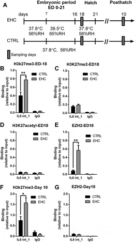 Figure 3. EZH2 and H3K27me3 both bind to IL6 intron 1 during conditioning, yet only the histone methylation persists later in life. (a) Experimental scheme. Midbrain samples were taken during the embryonic period (embryonic day ED-18) and hypothalamic samples on day 10 posthatch. (b) ChIP against H3K27me3 on ED-18 (n = 6, **P = 0.008); IgG ChIP (n = 4, P = 0.7). (c) ChIP against EZH2 on ED-18 (n = 7, **P = 0.002); IgG ChIP (n = 3, P = 0.38). (d) ChIP against H3K27me2 on ED-18 (n = 6, P = 0.29); IgG ChIP (n = 6, P = 0.89). (e) ChIP against H3K27acetyl on ED-18 (n = 5, P = 0.58); IgG ChIP (n = 4, P = 0.7). (f) ChIP against H3K27me3 on day 10 posthatch (n = 6, *P = 0.02); IgG ChIP (n = 3, P = 0.24). (g) ChIP against EZH2 on day 10 posthatch (n = 6, P = 0.46); IgG ChIP (n = 3, P = 0.28). Data are presented as mean ± SEM. Significant effect between groups is indicated by *0.01 < P < 0.05, **0.001 < P < 0.01, ***P < 0.001. IL6 IL6 intron 1, CTRL, control