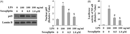 Figure 8. Saxagliptin inhibited LPS-induced activation of NF-κB. Human dental pulp cells were treated with 100 ng/ml LPS in the presence or absence of saxagliptin (500 nM, 1 μM) for 24 h. (A). Nuclear translocation of p65; (B). Luciferase activity of NF-κB (*, #, $ p < .01 vs. previous column group).