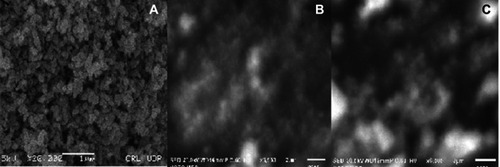 Figure 1 Characterization of ZnO NPs by SEM. (A) ZnO NPs (100 nm), (B) ZnO NPs (30 nm) and (C) ZnO NPs (G 30 nm).Abbreviations: ZnO NPs, Zinc oxide nanoparticles;G, Green synthesized.