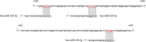 Figure 5 Prediction of miRNAs that recognize the GRIN1 gene 3ʹUTR region. Based on the number of combined bases and cell expression, TargetScanHuman 7.2 software showed that hsa-miR-324-3p, hsa-miR-212-5p, has-miR-338-5p and has-miR-491-5p were most likely to regulate expression of the GRIN1 gene, and the recognition sequences were located at +310 bp to +316 bp, +351 bp to +358 bp, +476 bp to +482 bp and +799 bp to +805 bp. The numbers represent the position of the gene (the next base of the stop codon is +1) and the horizontal and vertical lines represent matching bases.