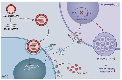 Figure 7. Schematic map of the role of EVs/siCD38 in HCC. The current study highlighted the antitumor efficacy of EVs/siCD38, which led to significantly decreased CD38 enzyme activity and adenosine secretion, yet promoted M1 polarization of macrophages and phagocytosis of HCC cells by macrophages, thereby reversing HCC resistance to PD-1/PD-L1 inhibitor.
