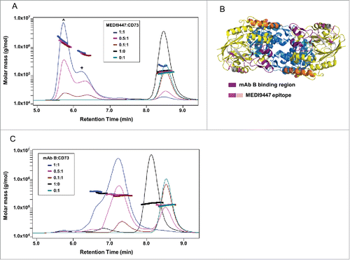 Figure 6. MEDI9447 forms inter-dimer bridges between soluble CD73 molecules. CD73 was incubated with varying amounts of MEDI9447 or anti-CD73 mAb B and analyzed by SEC-MALS. Shown in (A,B) are SEC UV chromatograms with protein retention time on the x-axis and molar mass distributions determined by MALS indicated across the elution profiles with the corresponding mass on the y-axis. (A) At a 1:1 molar ratio (blue trace), MEDI9447 forms complexes with CD73 of ∼1.7 (ˆ) and ∼0.66 (+) megadaltons. Comparably sized complexes are formed at lower ratios of MEDI9447:CD73 (0.5:1 in magenta, 0.1:1 in brown). MEDI9447 and CD73 alone are represented by the black and teal UV traces, respectively. (B) Top-down view of the crystal structure of CD73 dimer showing the mAb B binding region (purple) and MEDI9447 epitope (magenta and pink). (C) CD73 bound to mAb B forms a single predominant complex of ∼270–290 kD (peak at ∼7.2 min). UV traces shown represent 1:1 mAb B:CD73 (blue), 0.5:1 (magenta), and 0.1:1 (brown). mAb A and CD73 alone are in black and teal, respectively.