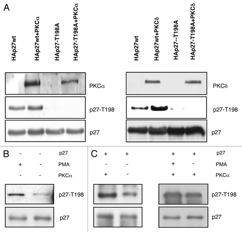 Figure 3. PKC phosphorylates p27 at T198 in vivo. In vivo kinase assays. (A) Active PKCα or PKCδ were transfected with HAp27-wt or HAp27-T198A into HEK-293 cells. P27 phosphorylation was determined by immunoblot with anti-pT198. (B) HEK-293 cells were stimulated with or without PMA. (C) HEK-293 cells were transiently transfected with HAp27-wt and/or active PKCα and cells were cultured with or without PMA. P27 phosphorylation was determined by immunoblot using an antibody specific for phosphorylated T198.