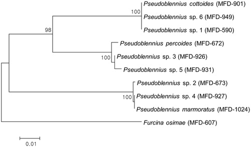 Figure 2. Neighbour-joining tree of mitochondrial DNA COI for three Pseudoblennius species including six juvenile specimens. Numbers of branches correspond to bootstrap probabilities in 10,000 bootstrap replications. Bar indicates genetic distance of 0.01.