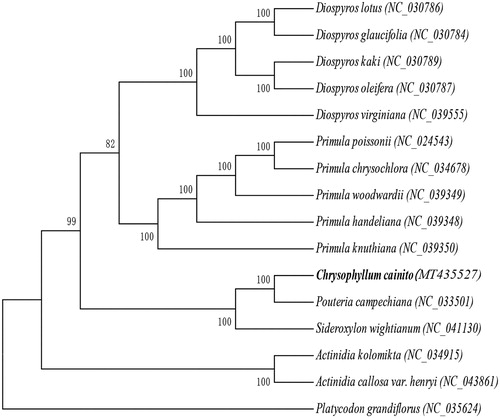 Figure 1. Maximum-likelihood phylogenetic tree of C. cainito and 15 other species (five species of the Ebenaceae family, five species of the Primulaceae family, two species of the Sapotaceae family, two species of the Actinidiaceae family, and Platycodon grandiflorus, which belongs to the Campanulaceae family and was used as the outgroup). The bootstrap value was set to 1000. The species and chloroplast genome accession numbers for tree construction are: C. cainito (MT435527), Diospyros glaucifolia (NC_030784), Diospyros lotus (NC_030786), Diospyros oleifera (NC_030787), Diospyros kaki (NC_030789), Diospyros virginiana (NC_039555), Primula poissonii (NC_024543), Primula chrysochlora (NC_034678), Primula handeliana (NC_039348), Primula woodwardii (NC_039349), Primula knuthiana (NC_039350), Pouteria campechiana (NC_033501), Sideroxylon wightianum (NC_041130), Actinidia kolomikta (NC_034915), Actinidia callosa var. henryi (NC_043861), and P. grandiflorus (NC_035624).