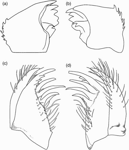 Figure 4. Larval structure of Philosina alba: (a) right mandible, ventral view; (b) left mandible, ventral view; (c) right maxilla, ventral view; (d) same, dorsal view.