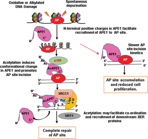 FIG 7 Schematic model for regulation of AP site repair in cells by acetylation of APE1 via the BER pathway.