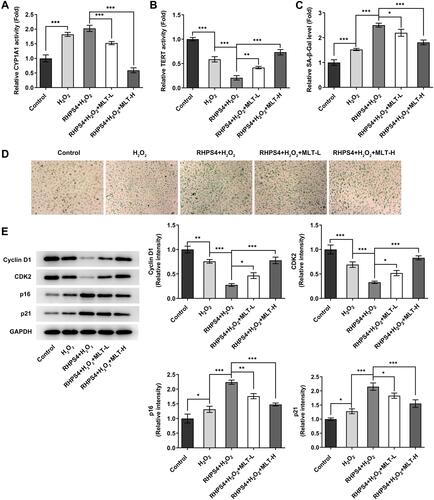 Figure 5 MLT inhibits senescence and improves telomerase activity in HUVECs treated by H2O2 and RHPS4 HUVECs were treated with RHPS4, an inhibitor of telomerase activity, along with or without MLT (100 μM (MLT-L) and 500 μM (MLT-H)), 30 min prior to H2O2 induction. (A) CYP1A1 activity was detected using P450-GloTM CYP1A1 Assay kit. (B) Telomerase activity was detected by TRAP assay. (C and D) SA-β-gal Staining Kit was used to detect SA-β-gal level. (E) Western blot and statistical analysis of protein expression of cyclin D1, CDK2, p16 and p21. N=3. *, **, ***p<0.05, 0.01, 0.001.