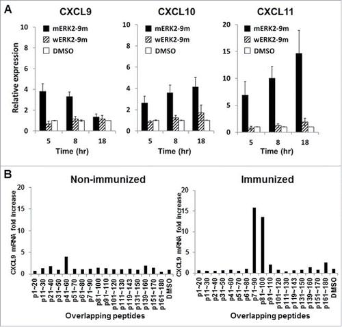 Figure 3. Kinetics of CXCR3 ligand mRNA synthesis are similar in murine and human immune system. (A) Splenocytes from naive BALB/c mice were mixed with splenocytes isolated from DUC18 mice. Mixed splenocytes were incubated with mERK2–9m peptide, wERK2–9m peptide or DMSO as a control. The relative fold increase of mRNA levels of murine CXCL9 compared with the DMSO control was quantified by RT-qPCR at the indicated time points. (B) CHP-NY-ESO-1 was subcutaneously injected into the back of BALB/c mice, twice at a 1-week interval. Splenic cells from pooled spleens (n = 3 per experiment) were prepared for analysis 7 d after the second immunization. Pooled splenic cells from naive BALB/c (left) or immunized BALB/c (right) mice were incubated with one of 17 overlapping peptides spanning the whole amino acid sequence of NY-ESO-1 (Table S1) or DMSO as a control for 8 h. Total RNA was extracted, and the relative fold increase of mRNA levels of murine CXCL9 compared with DMSO was quantified.
