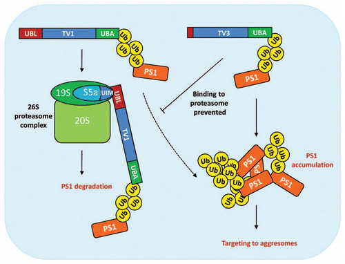 Figure 2 Schematic representation of the suggested function of ubiquilin-1 TV1 and TV3 in proteasomal and aggresomal targeting of PS1. TV1 binds poly-ubiquitinated PS1 via its UBA domain and shuttles PS1 to the 26S proteasome for degradation. UBL domain mediates the interaction between TV1 and the UIM (ubiquitin-interacting motif) domain of the proteasome 19S cap subunit S5a. Under excessive PS1 accumulation, TV1 may also target PS1 to the aggresomes (dashed arrow). TV3, which lacks majority of the UBL domain, is impeded in binding to the proteasome and predominantly targets accumulated PS1 to the aggresomes. Ub; ubiquitin.