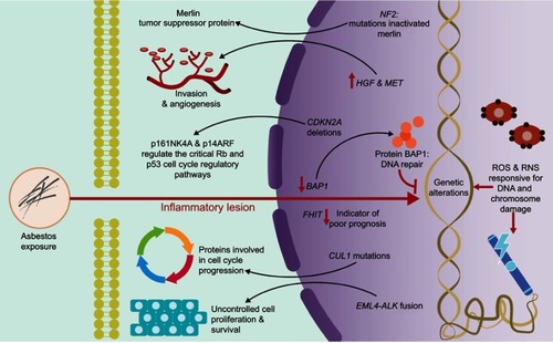 Figure 3 Genomic damage induced by exposure to asbestos. ROS and RNS are responsible for producing a wide variety of DNA and chromosome damage. The activation or deactivation of certain genes has been associated with the progressive development and treatment of pleuro-pulmonary diseases.Abbreviations: RNS, reactive nitrogen species; p16INK4A and p14ARF, cyclin-dependent kinase Inhibitor 2A; p53, protein p53; Rb, retinoblastoma protein; NF2, neurobrimonin 2 gene; HGF, hepatocyte growth factor; MET, mesenchymal-epithelial transition factor; CDKN2A, cyclin-dependent kinase inhibitor 2A; BAP1, BRCA1 associated protein 1 gene; FHIT, fragile histidine triad gene; CUL1, cullin 1 gene; EML4, echinoderm gene associated with microtubules 4 gene; ALK, anaplastic lymphoma kinase gene.