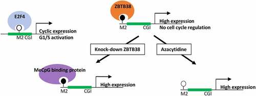 Figure 6. Model of gene expression regulation by ZBTB38 and M2 motif methylation. We find that ZBTB38 binds many genomic sites that are methylated, contain an M2 motif, and are located outside of CpG islands. E2F4, in contrast, binds sites containing an unmethylated M2 motif, proximal to genes that are cell-cycle regulated.