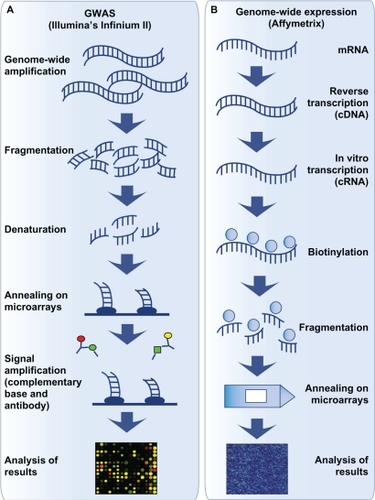 Figure 4 Illustration of the methodological steps for genome-wide association studies and genome-wide expression studies.