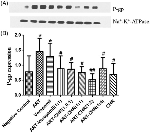 Figure 5. Impact of CHR on P-gp expression. (A) Western blot bands. (B) Quantification of P-gp assessed by Western blotting analysis was normalized to the expression level of Na+–K+–ATPase antibody. All values were expressed as the mean ± SD (n = 6) for each group. *p < 0.05 versus negative control. #p < 0.05 and ##p < 0.01 versus ART alone.