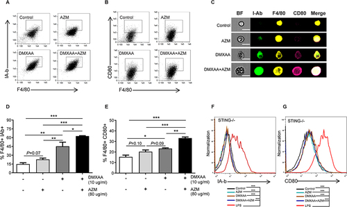 Figure 3 The effect of AZM on the maturation of DMXAA-induced macrophages. Flow cytometry was used to examine the expansion of (A) I-Ab and (B) CD80 (N=3-4). (C) The representative of image flow was investigated; scale bar = 20 µm (N=3). Data are indicated in the percentage of (D) F4/80+ I-Ab+ cells and (E) F4/80+ CD80+ cells (N=3-4). (F and G) Representation of flow cytometry analysis of activated macrophages from STING-/- RAW-Lucia ISG cells (N=3). Data are shown as ± SEM; *p < 0.05, **p < 0.01, and ***p < 0.001.