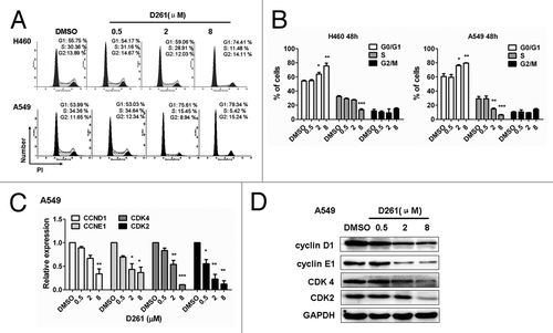 Figure 4. D261 arrests NSCLC cell cycle progression. (A and B) NCI-H460 or A549 cells were treated with various concentrations of D261 for 48 h. Cell cycle was determined by FACS and analyzed by modfit software. (C–E) Effects of D261 on G1/S transition-related molecules were determined by qRT-PCR (C) and western blot (D). Images were representative of three independent experiments. Data are shown as mean ± SEM (n = 3) of one representative experiment. Similar results were obtained in at least three independent experiments. *P < 0.05, **P < 0.01, ***P < 0.001.
