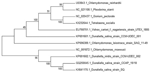 Figure 1. Phylogenetic tree of D. salina SQ and 10 microalgae mitochondrial genomes including two other strains of D. salina, based on the NJ method.