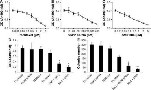 Figure 4 Inhibition of Skp2 sensitizes lung cancer cells to paclitaxel.