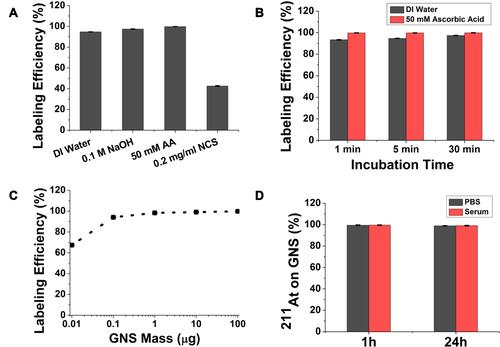 Figure 2 Evaluation of radiolabeling GNS with 211At. (A). Radiolabeling efficiency evaluation in different reaction media: DI water, DI water with 0.1 M NaOH, DI water with 50 mM ascorbic acid, DI water with 0.2 mg/mL NCS after a 5 min incubation. (B) Radiolabeling efficiency as a function of incubation time when the reaction was performed using DI water or DI water with 50 mM ascorbic acid as the media. (C) Radiolabeling efficiency evaluation for GNS mass ranging from 0.01–100 µg for 5 min incubation in DI water with 50 mM ascorbic acid. (D) Percentage of 211At remaining on GNS after incubation in PBS and murine serum at 37°C for 1 h and 24 h. All experiments performed in triplicate and error bar shows standard deviation.