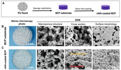 Figure 1 Scheme illustration for the fabrication process of BCP substrate and nHA-coated BCP scaffold (A). Stereo microscopy photos, SEM images of macroporous structure, cross-section, and surface morphology for BCP substrate (B) and nHA-coated BCP (C).