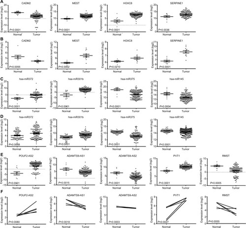 Figure 4 Construction and validation of ceRNA network.Notes: (A) Expression levels of DEmRNAs between normal and tumor groups from the Cancer Genome Atlas database. (B) Expression levels of DEmRNAs between normal and tumor groups from validation set GSE92396. (C) Expression levels of DEmiRNAs between normal and tumor groups from Cancer Genome Atlas. (D) Expression levels of DEmiRNAs between normal and tumor groups from validation set GSE6188. (E) Expression levels of DElncRNAs between normal and tumor groups from Cancer Genome Atlas. (F) Expression levels of DElncRNAs between normal and tumor groups from validation set GSE89102.