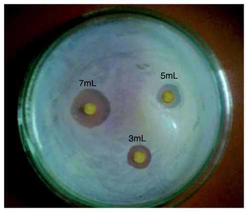 Figure 9. Photographs showing antibacterial activity of savlon loaded cryogels against E. coli. The three discs shows inhibition of zones with varying volumes of savlon added to the cryogels.
