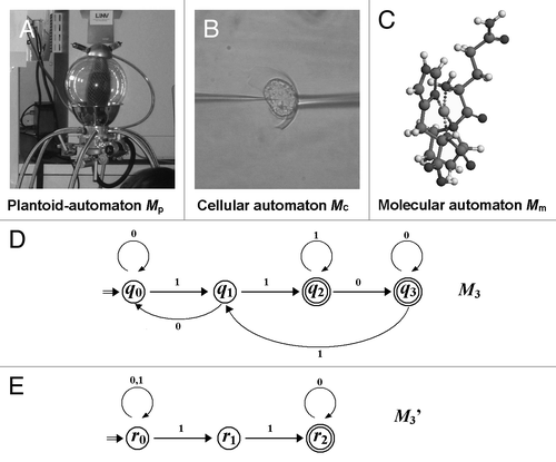 Figure 4. Proposed models for plantoids, cells, and molecules functioning as automata. (A) A model of plantoid produced by Prof. S. Mancuso (Univ. Florence). (B) Image of an electro-physiologically monitored cell (Prof. F. Bouteau, Univ. Paris-Diderot). (C) An artificial enzyme behaving as a plant peroxidase mimic.038 (D) State transitions in deterministic finite automata (DFA) M3. M3 = (Q3, Σ3, δ3, q03, F3), where Q3 = {q0, q1, q2, q3}, Σ3 = {0, 1}, δ3(q0, 0) = q0, δ3(q0, 1) = q1, δ3(q1, 0) = q0, δ3(q1, 1) = q2, δ3(q2, 0) = q3, δ3(q2, 1) = q2, δ3(q3, 0) = q3, δ3(q3, 1) = q1, q03 = q0, F3 = {q2, q3}. (E) State transitions in nondeterministic finite automata (NFA) M3’. M3’ = (Q3’, Σ3’, δ3’, q03’, F3’), where Q3’ = {r0, r1, r2}, Σ3’ = {0, 1}, δ3’(r0, 0) = {r0}, δ3’(r0, 1) = {r0, r1}, δ3’(r1, 0) = φ, δ3’(r1, 1) = r2, δ3’(r2, 0) = r2, δ3’(q2, 1) = φ, q03’ = r0, F3’ = r2.