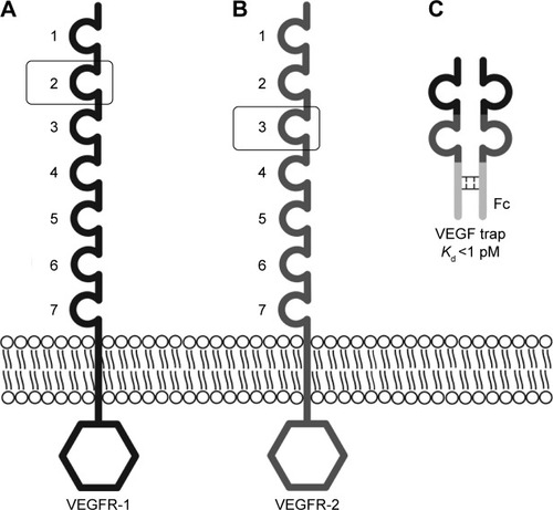 Figure 1 VEGF receptors and the structure of aflibercept.
