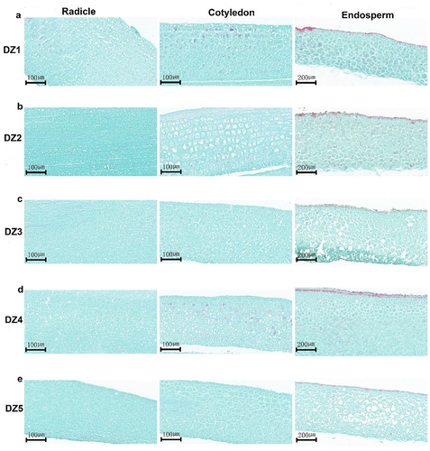 Figure 4. Paraffin sections of cell changes in the radicle, cotyledons, and endosperm of Eucommia ulmoides seeds at different germination stages.