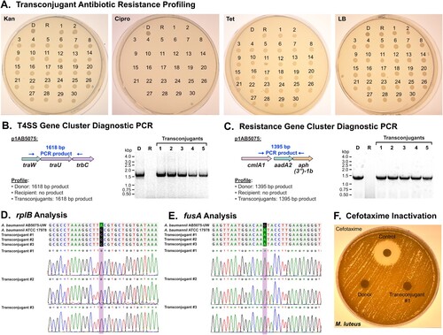 Figure 7. Conjugative Transfer of the XDR Plasmid p1AB5075 to A. baumannii ATCC 17978. (A) Resistance profiling of transconjugants. Kan, kanamycin, Cipro, ciprofloxacin, Tet, tetracycline. (B and C) Diagnostic PCR analysis of T4SS-encoding gene cluster (B) and antibiotic resistance gene cluster (C) in p1AB5075. (D and E) Host strain genetic profiling. Sequencing of housekeeping genes rplB (D) and fusA (E). (F) Antibiotic disk diffusion assays. Supernatants from antibiotic-supplemented cultures were assessed for the loss of activity against the indicator organism M. luteus.