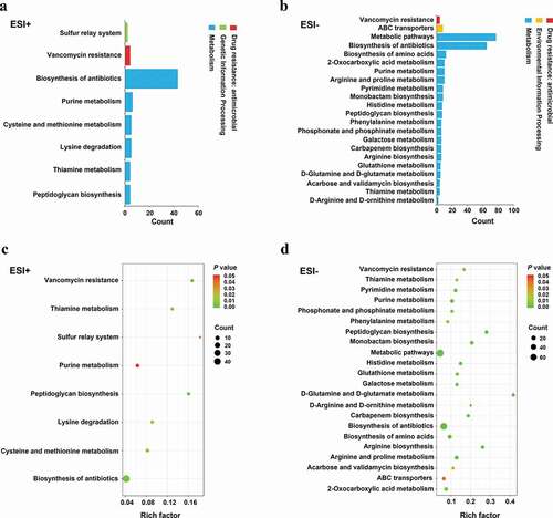 Figure 3. Pathways that were enriched for differentially abundant metabolites. (a-b) The number of involved metabolites (p< 0.05) in a specific pathway; (c-d) Enriched pathways for these metabolites (p < 0.05). Lower p values and higher pathway impact factors indicate a more significant pathway impact.