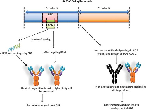 Figure 2. Mitigation strategies of ADE in SARS-CoV-2. Targeting full length spike protein can produce antibody-dependent enhancement (ADE) while immunofocusing or targeting the receptor-binding motif (RBM) can elicit high affinity neutralizing antibodies that can prevent ADE