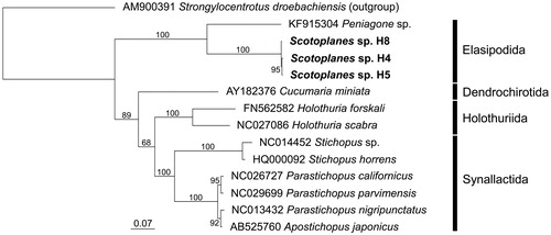 Figure 1. Maximum likelihood (ML) phylogeny of 13 holothurians based on concatenated amino acid sequences of 13 protein-coding genes (3570 positions). Scotoplanes sp. is shown in bold. Also included in the analysis was the echinoid Strongylocentrotus droebachiensis as an outgroup taxon, according to relationships among the five echinoderm classes inferred from phylogenomic analysis (Telford et al. Citation2014). Sequences were aligned separately for each gene by using MAFFT 7.397 (Katoh and Standley Citation2013) with default parameters. Ambiguously aligned positions were removed by Gblocks 0.91b (Castresana Citation2000); the ‘Allowed gap positions’ was set to ‘With half'. ML analysis was performed in RAxML 8.2.10 (Stamatakis Citation2014) using the mtREV + G model. Numbers above or below branches denote bootstrap percentages (1000 replicates). DDBJ/EMBL/Genbank accession numbers are shown for published sequences.
