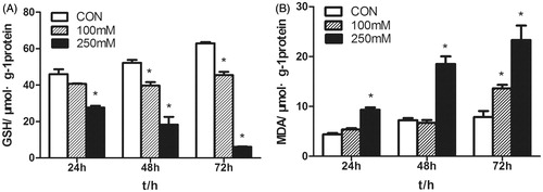Figure 2. Effects of mannitol on GSH and MDA levels in HK-2 cells. (A) The content of GSH in the HK-2 cells treated with various concentrations of mannitol for 24, 48, 72 h. (B) The MDA levels of the HK-2 cells treated with various concentrations of mannitol for 24, 48, 72 h. Note: Compared with the control group, ‘*’ indicated significant difference (p < .05).