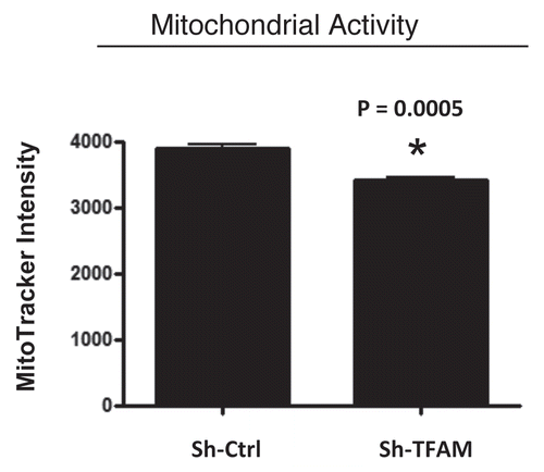 Figure 3 TFAM-deficient fibroblasts show a decrease in functional mitochondrial activity. We examined functional mitochondrial activity under normoxic conditions and found that sh-TFAM fibroblasts show a small, but significant, reduction (∼12%; p = 0.005) in activity.
