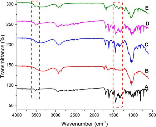 Figure 3 Fourier transform infrared spectroscopy (FTIR) spectra of (A) Mox, (B) blank film, (C) GG3, (D) O3, and (E) D1.