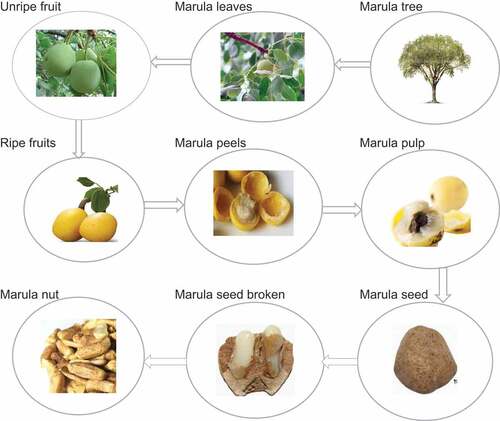 Figure 1. Marula tree and fruit parts.