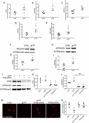 Figure 3. Synaptic activation triggers TFEB downstream gene expression. (A-E) Quantitative RT-PCR revealed an increase of 81 ± 27% of Mcoln1 (n = 4), 81 ± 31% of ATP6V0D1 (n = 3–4), 62 ± 17% of ATP6V1H (n = 4–5), 107 ± 39% of ATP6V1D (n = 4), and 65 ± 24% of Sqstm1 (n = 6) transcripts in gLTP-stimulated compared to CTRL neurons (two-tailed unpaired t-test, *p < 0.05). (F, G) Western blot analyses demonstrated that synaptic activity augmented of 48 ± 10% levels of MCOLN1 in gLTP-stimulated compared to CTRL Tg neurons (n = 3–4; two-tailed unpaired t-test, *p < 0.05). (H, I) Western blot analyses demonstrated that synaptic activity augmented of 116 ± 35% levels of ATP6V0D1 in gLTP-stimulated compared to CTRL Tg neurons (n = 4–5; two-tailed unpaired t-test, *p < 0.05). (J-L) Western blots analyses demonstrated a 44 ± 1% and a 41 ± 4% reduction of TFEB protein in TFEB-siRNA-transfected and gLTP+TFEB-siRNA-transfected neurons, respectively, compared to CTRL (upper panel; n = 3; one-way ANOVA test, p = 0.0048, followed by Tukey’s multiple comparison post-hoc test: CTRL vs gLTP+TFEB-siRNA *p < 0.05, CTRL vs TFEB-siRNA *p < 0.05, gLTP vs gLTP+TFEB-siRNA #p < 0.05, gLTP vs TFEB-siRNA #p < 0.05). gLTP increased significantly levels of ATP6V0D1 (43 ± 17%) in Tg neurons as compared to CTRL; ATP6V0D1 protein levels were significantly reduced by TFEB silencing (−70 ± 6%) as compared to control, even in the presence of gLTP (−66 ± 3%; n = 3; one-way ANOVA test, p < 0.0001, followed by Tukey’s multiple comparison post-hoc test: CTRL vs gLTP *p < 0.05, CTRL vs gLTP+TFEB-siRNA **p < 0.01, CTRL vs TFEB-siRNA **p < 0.01, gLTP vs gLTP+TFEB-siRNA ###p < 0.001, gLTP vs TFEB-siRNA ###p < 0.001). (M, N) Transfection of Tg neurons with TFEB-siRNA prevented gLTP-induced decrease of MAPT/Tau oligomers (third panel), which was maintained in untransfected neurons (second panel, −60 ± 7%). (n = 3, one-way ANOVA, p = 0.0164, Tukey’s multiple comparison test: CTRL vs gLTP *p < 0.05; gLTP vs gLTP+TFEB-siRNA # p < 0.05; gLTP vs TFEB-siRNA #p < 0.05; scale bar: 10 µm).