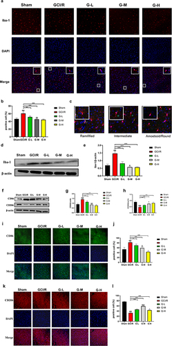 Figure 5 Quercetin substantially inhibited microglial activation and polarization in the prefrontal cortex 48 hours after reperfusion. Immunofluorescence and quantitative analysis showed the expression of activated Iba1-labeled microglia (a and b). The different morphologies of microglia (c). WB and quantitative analysis of the expression level Iba-1 (d and e). WB and quantitative analysis of the expression levels of CD86 and CD206 (f–h). Immunofluorescence and quantitative analysis showed the expression of CD86 (i and j) and CD206 (k and l). Scale bar = 100 μm. Compared with the sham group, ###P < 0.001. Compared with the GCI/R group, *P< 0.05, **P < 0.01, ***P < 0.001. Compared with the G-L group, δP < 0.05, δδP < 0.01, δδδP < 0.001. Compared with the G-M group, ^P < 0.05.