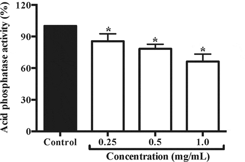 Figure 3. Effect of aqueous crude extract of Echeveria gibbiflora (OBACE) on mouse sperm acrosome reaction. OBACE produced a significant number of cells which did not achieve acrosome reaction, compared with the control. The reduction was about 12% in the lowest concentration (0.25 mg/mL), 20% (0.5 mg/mL), and more than 33% at the highest concentration (1.0 mg/mL), in the same way, OBACE showed an effect in a concentration dependent manner. Values are expressed as mean ± SEM (n=3). p < 0.0001. Data analysis was performed using Dunnett’s multiple comparison test, p < 0.05. *means significant difference.
