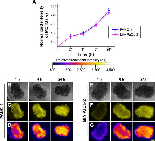 Figure S2 Positive control illustrating the uptake of free Rhodamine 6G (0.5 μg/mL) in the MCTS of the PANC-1 and MIA PaCa-2 cell lines.Notes: (A) Normalized fluorescence intensity of the MCTS of the PANC-1 and MIA PaCa-2 cell lines at different time intervals. For MCTS models of PANC-1 cell line incubated with free Rhodamine 6G at 1 hour, 6 hours, and 24 hours, (B) bright field images, (C) fluorescence images, and (D) intensity maps showing the relative fluorescent intensity of different regions of the MCTS of PANC-1. For the MCTS of the MIA PaCa-2 cell line incubated with free Rhodamine 6G at 1 hour, 6 hours, and 24 hours, (E) bright field images, (F) fluorescence images, and (G) intensity maps showing the relative fluorescent intensity of different regions of the MCTS of MIA PaCa-2. The scale bar represents 100 μm. Error bars indicate the standard deviation and the number of samples used in each measurement (n=8). *Indicates statistical difference (P<0.05) between the fluorescent measurements at that time point of each cell line, based on the single variable analysis of variance test. No statistically significant difference was found between the fluorescent values of each cell line.Abbreviations: MCTS, multicellular tumor spheroids; h, hours.