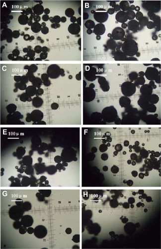 Figure 2 Optical microscopic images of solidified microspheres. W1, 5% w/w BSA and dextran (BSA to dextran ratio 6 mg:6 mg) water solution; Oh, DEG/G = 4 (5.5 mL containing 0.5 mL of 1% PVA and 5% NaCl); W2, 5% NaCl 1000 mL; oil phase, 10% of 1200 mg dichloromethane solvent. (A) PLGA (3A50/50), (B) PLGA (3A50/50)/LPLA = 40/80, (C) PLGA (3A50/50)/HPLA = 40/60, (D) PLGA (3A50/50)/HPLA = 40/80; (E) PLGA (2A50/50)/HPLA = 40/80, and (F) PLGA (2A50/50)/LPLA = 40/80. W1, 5% w/w BSA and dextran (BSA to dextran ratio 6 mg:6 mg) water cosolution; Oh, PG/G = 4 (5.5 mL containing 0.5 mL of 1% PVA and 5% NaCl); W2, 5% NaCl 1000 mL; oil phase 10%, 1200 mg of dichloromethane solvent. (G) PLGA (3A50/50)/LPLA = 40/80 and (H) PLGA (3A50/50)/HPLA = 40/80.Abbreviations: BSA, bovine serum albumin; PLGA, poly(lactic-co-glycolic acid); LPLA, low viscosity polylactide (molecular weight 60,000); HPLA, high viscosity polylactide (molecular weight 83,000); PVA, poly(vinyl alcohol); PG/G, 1, 2-propylene glycol/glycerol; Oh, hydrophilic oil; DEG/G, ethylene glycol/glycerol; NaCl, sodium chloride; W1, 1% PVA and 5% NaCl water solution; W2, 5% NaCl water solution; w/w, trehalose 1%.