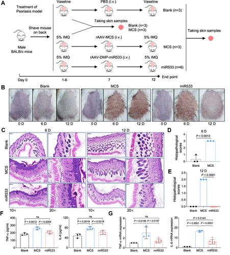 Figure 5 Treatment of psoriasis mice with rAAV-DMP-miR533. The psoriasis mouse model was established by the Imiquimod (IMQ) inducement and treated by intravenous injection (i.v.) of rAAVs. (A) Schematic diagram of construction of psoriasis mouse model and treatment. (B) Imaging of back skins of mice. (C) Representative H&E-stained sections of skin tissue. Scale bar: 200 μm (10×) and 100 μm (20×). (D) Histopathological scores of skin tissue induced with IMQ for 6 days (n = 3 mice). (E) Histopathological scores of skin tissue induced with IMQ for 12 days (Blank and MCS, n = 3 mice; miR533, n = 6 mice). (F) TNF-α and IL-6 level in serum detected by ELISA (Blank and MCS, n = 3 mice; miR533, n = 6 mice). (G) TNF-α and IL-6 mRNA level in skin tissue detected by qPCR (Blank and MCS, n = 3 mice; miR533, n = 6 mice). Blank, Vaseline-induced mice treated with phosphate buffered saline (PBS); MCS, IMQ-induced mice treated with rAAV-MCS; miR533, IMQ-induced mice treated with rAAV-DMP-miR533. ns, no significance.