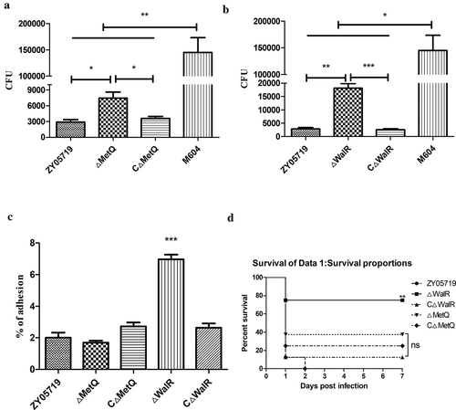 Figure 2. Phagocytosis, adhesion rate and virulence of knockout strains ΔMetQ and ΔWalR. (a) A total of 3.0 × 105 Raw264.7 cells were infected separately with the ΔMetQ, CΔMetQ or ZY05719 at an MOI of 10:1 for 1 h. CFUs of phagocytosed bacteria recovered from macrophages were determined. ΔMetQ showed M319 similar impairment in phagocytosis resistance. CΔMetQ restored the anti-phagocytosis ability to some extent. (b) A total of 3.0 × 105 Raw264.7 cells were infected separately with the ΔWalR, CΔWalR or ZY05719 at an MOI of 10:1 for 1 h. CFUs of phagocytosed bacteria recovered from macrophages were examined. ΔWalR were more susceptible to phagocytosis, whereas CΔWalR recovered the phenotype to the level of ZY05719. (c) Raw264.7 cells were pretreated with 1 μg/mL cytochalasin D for 30 min at 37°C under 5% CO2. Cells were infected with bacteria (ΔMetQ, ΔWalR, CΔMetQ, CΔWalR or wild-type ZY05719) at an MOI of 10:1 for 2 h. Adhesion to macrophages were examined. Except for ΔWalR, adhesion rates were not significantly different from that of ZY05719. Data are shown as the means and standard error of the mean from three independent experiments. * P  < 0.05; ** P  < 0.01; *** P < 0.001. (d) Balb/c mice were challenged with ΔMetQ, ΔWalR, CΔMetQ, CΔWalR or wild-type ZY05719 via intraperitoneal injection at a dose of 3 × 108 per mouse. Each group contained 8 mice. Virulence of ΔMetQ and ΔWalR were evaluated and the virulence to Balb/c mice were attenuated to different extent compared with ZY05719. The results were similar with the virulence of the corresponding transposon mutant strains M319 and M431. Complemented strains recovered the phenotype to the level of wild-type ZY05719. P < 0.05; ** P < 0.01; *** P < 0.001.