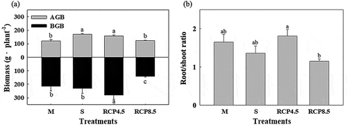 Figure 4. Growth status of seedlings under the elevation treatments in the marsh organs. (a) Aboveground biomass (AGB) and belowground biomass (BGB) of S. apetala seedlings at harvest (after a one-year culture) and (b) the root/shoot ratio of S. apetala seedlings. The error bar indicates the standard error (SE) of the average (n = 4). The different letters indicate significant differences among the four elevation treatments according to one-way ANOVA with the LSD test at p ≤ 0.05. M indicates the treatment for the current elevation of the natural distribution, S indicates the current elevation of the mangrove seaward edge, RCP 4.5 indicates the future elevation under the RCP 4.5 scenarios, and RCP 8.5 indicates the future elevation under the RCP 8.5 scenarios.