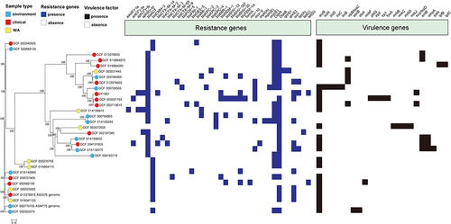 Figure 1 Construction of phylogenetic trees of E. hormaechei. The figure includes the sample source of the isolate, antibiotic resistance gene, and the comparison result of the virulence gene. Red dots denote pathogens of clinical origin, blue dots denote pathogens of environmental origin, and yellow dots denote unknown pathogen sources. The aligned antibiotic resistance and virulence genes are indicated by blue and black squares.